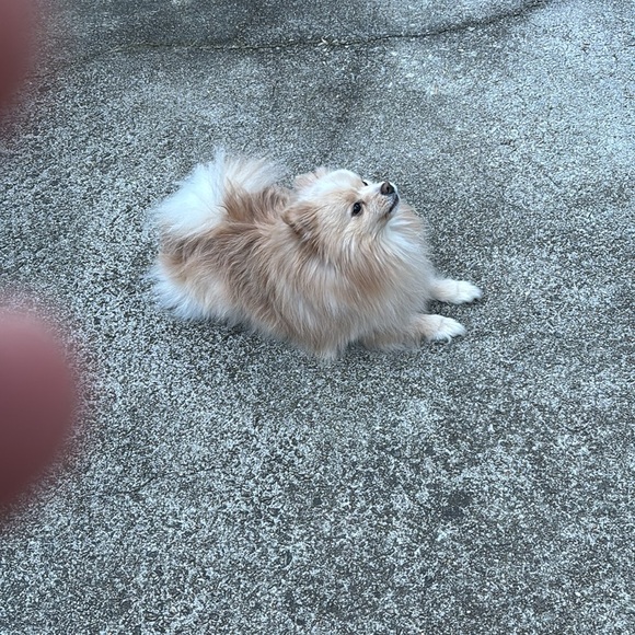 FARMASI SHADER BRUSH 04 - Picture 11 of 11